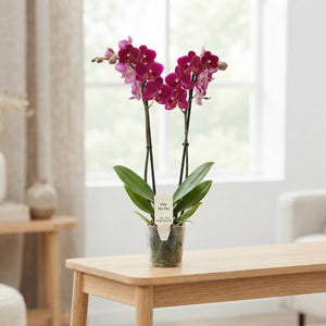 Hot Kiss Phalaenopsis Orchid – 2 Stem, 12cm Pot