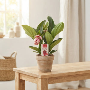 Medinilla Dolce Rossa Pink Flowering Plant – 14cm Pot