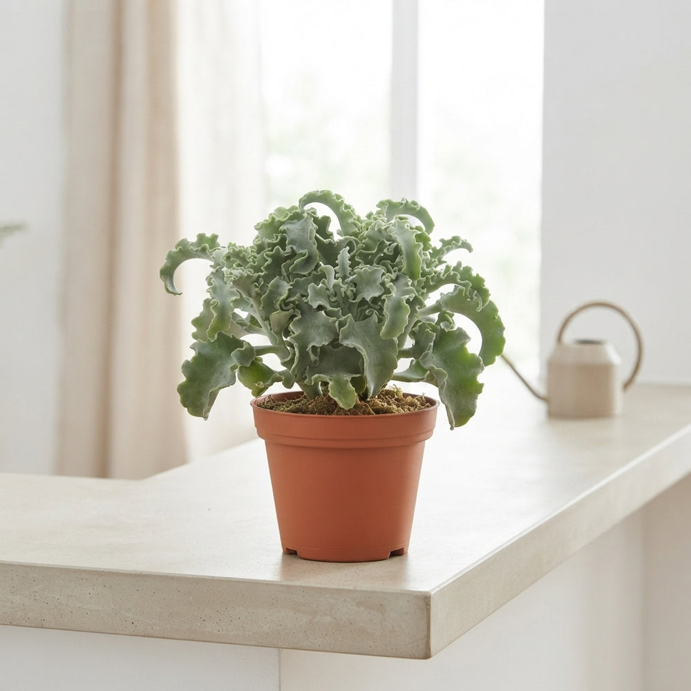 Kalanchoe ‘Maltese Cross’ – 12cm Pot