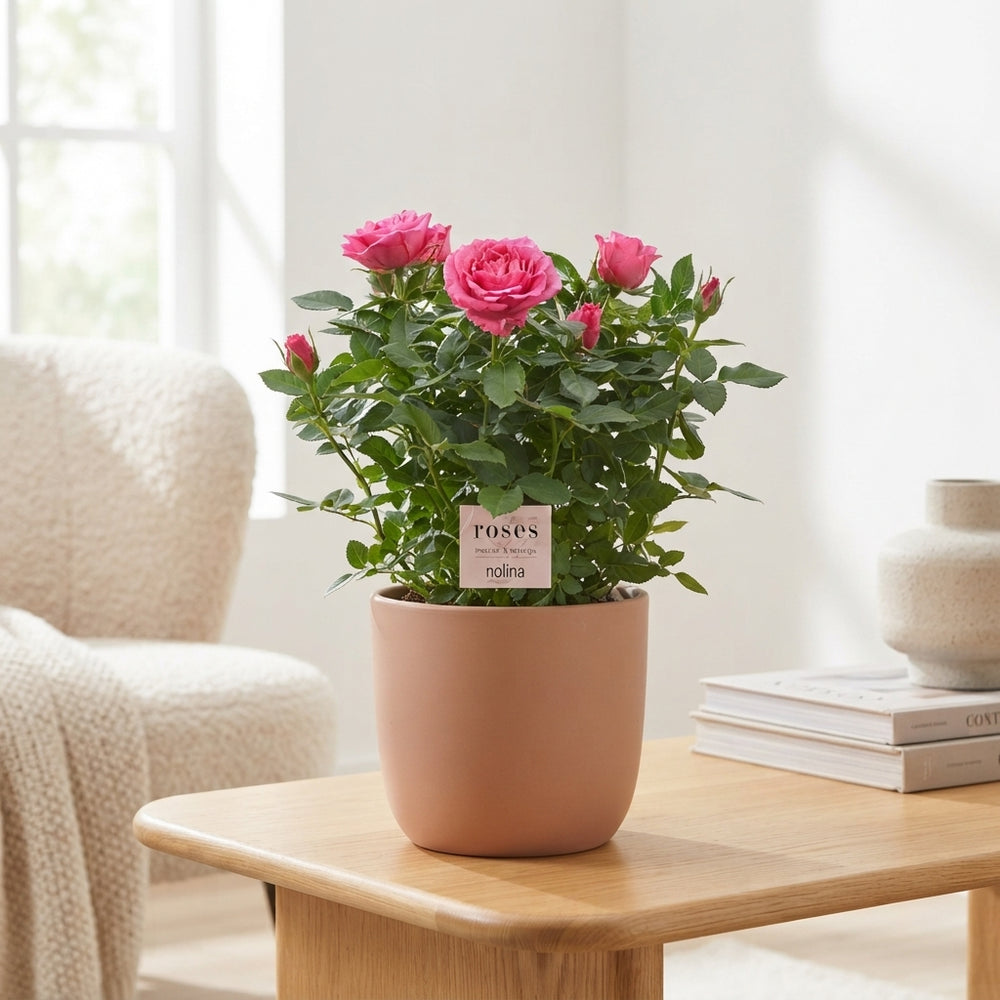 Mixed Patio Rose (Rosa) – 23cm Pot