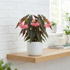 Begonia maculata ‘Spotless Dark’ – 12cm Pot