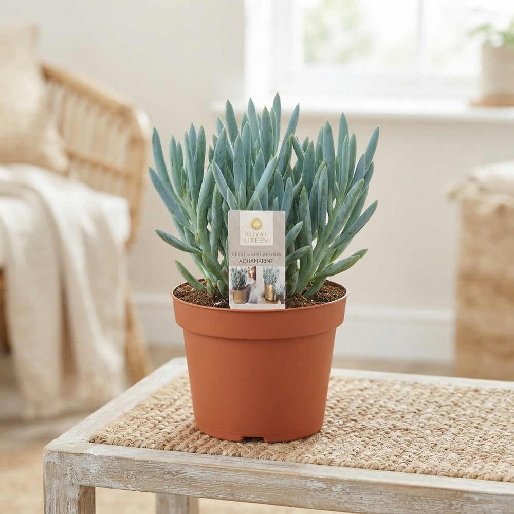Curio ficoides ‘Mount Everest’ Succulent – 15cm Pot