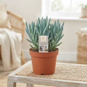 Curio ficoides ‘Mount Everest’ Succulent – 15cm Pot