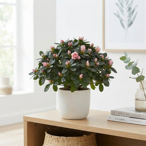 Rhododendron (Rhododendron simsii) – 12cm Pot