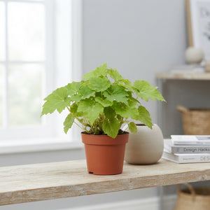 Begonia Rex 'Lima Love' – 12cm Pot