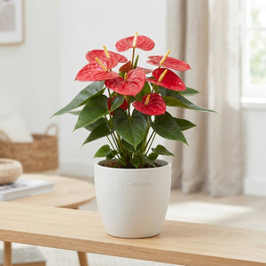 Red Anthurium Houseplant – 17cm Pot