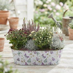 Mixed Colour Oval Butterfly Arrangement
