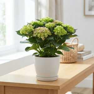 Blue Hydrangea macrophylla – 14cm Pot