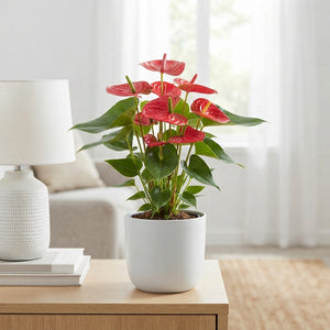 Red Anthurium (Anthurium andraeanum) – 17cm Pot
