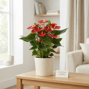 Red Anthurium (Anthurium andraeanum) – 17cm Pot
