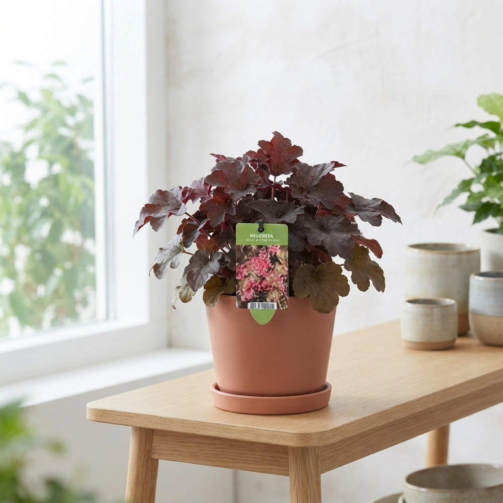 Heuchera ‘Palace Purple’ – 17cm Pot