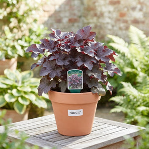 Heuchera ‘Palace Purple’ – 17cm Pot