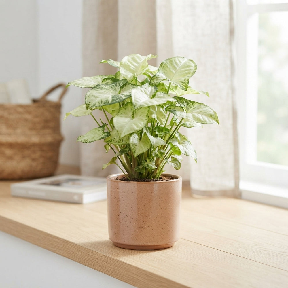 Syngonium Pixie Arrowhead Plant – 12cm Pot
