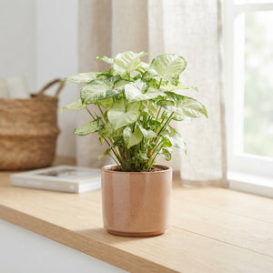 Syngonium Pixie Arrowhead Plant – 12cm Pot