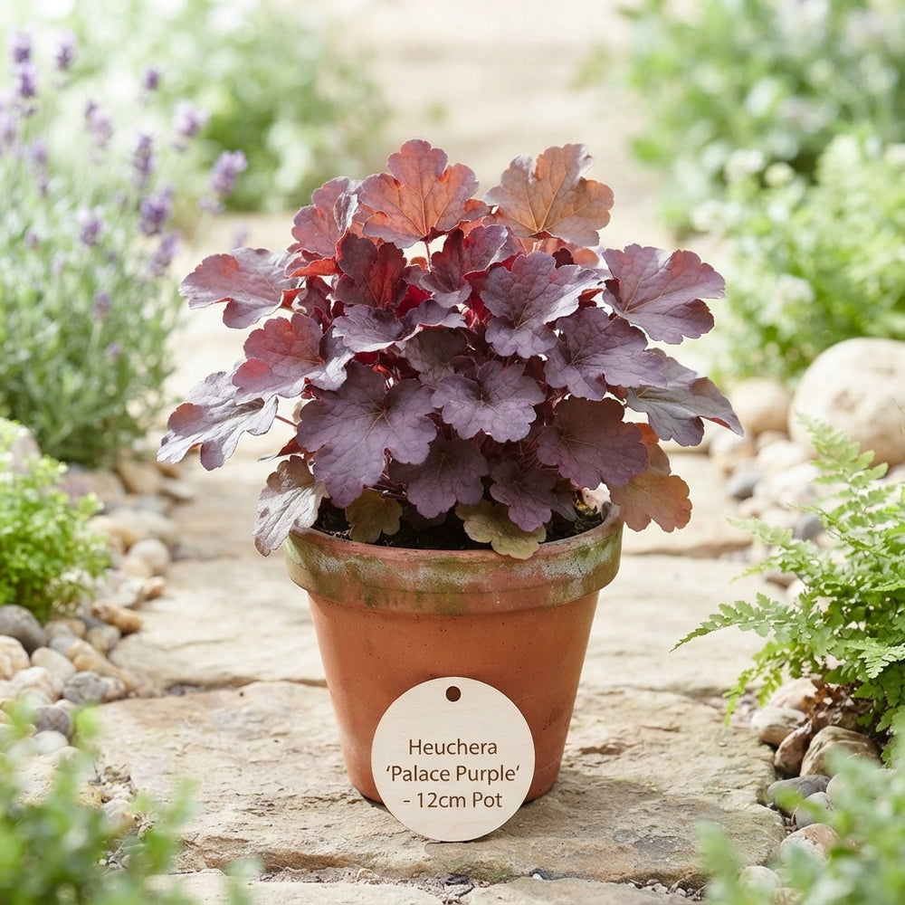 Heuchera 'Palace Purple' – 12cm Pot