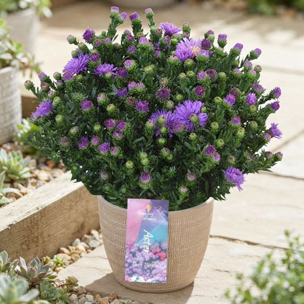 Purple Aster ‘Alpha Dark Purple’ – 12cm Pot