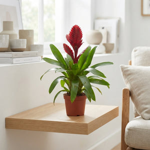 Red Vriesea Bromeliad – 12cm Pot, 45cm High