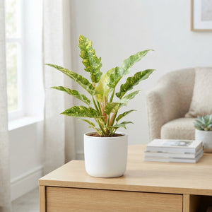 Philodendron Ring of Fire – 12cm Pot, 45cm High