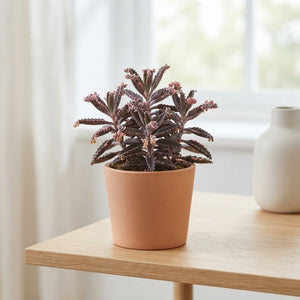 Kalanchoe ‘Pink Butterfly’ – 8.5cm Pot