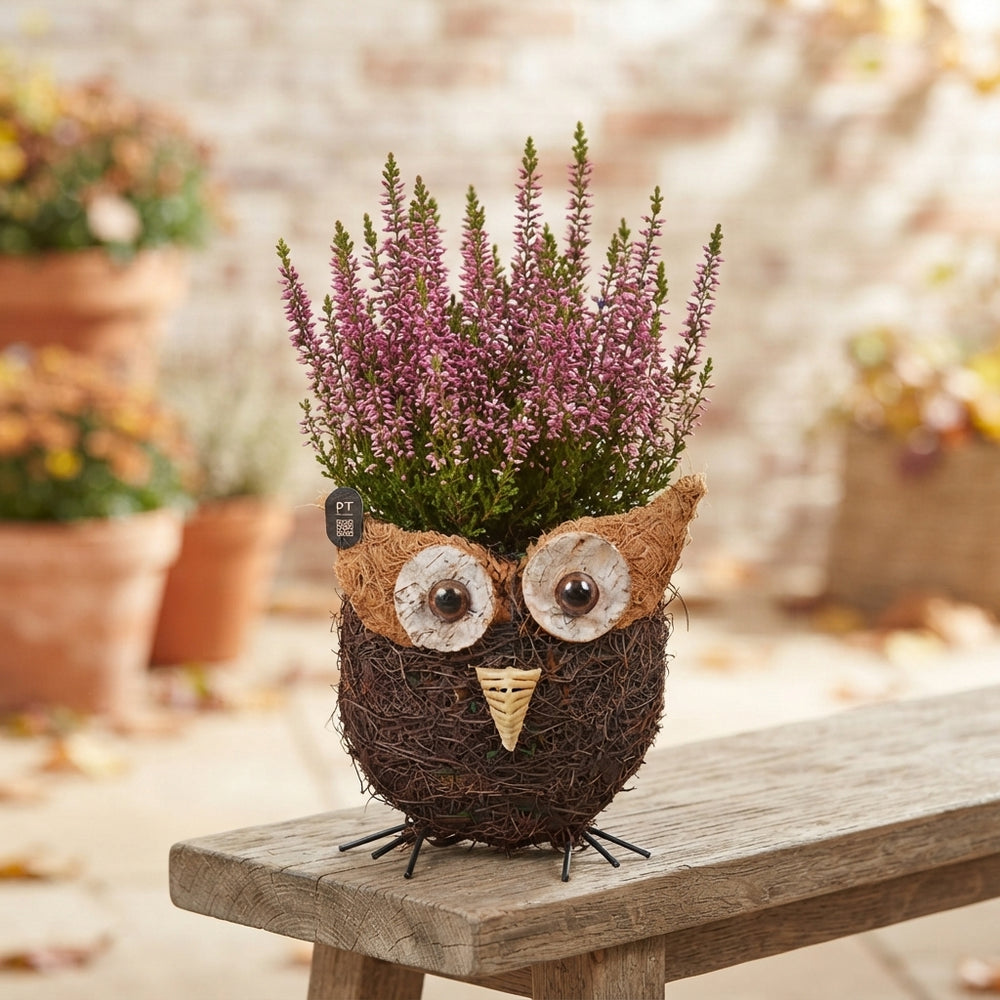 Autumn Outdoor Owl Arrangement – 17cm Wicker Pot