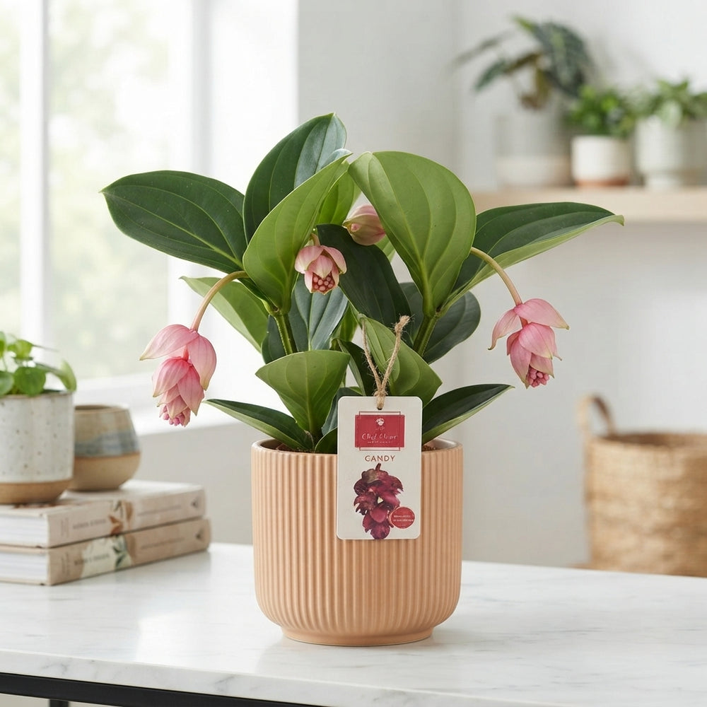 Medinilla Candy Flowering Houseplant – 14cm Pot