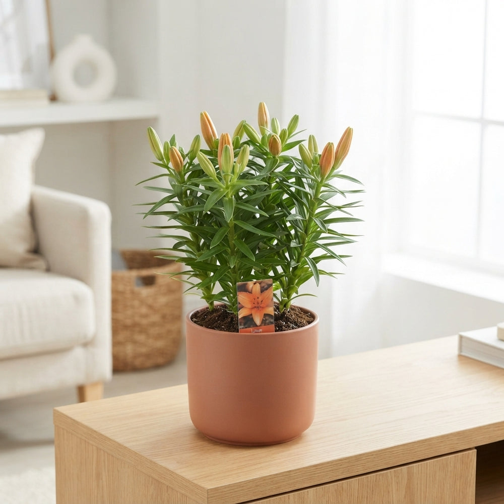 Asiatic Lily ‘Tiny Invader’ – 17cm Pot