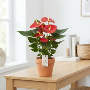 Mixed Anthurium Houseplant – 12cm Pot, 48cm High