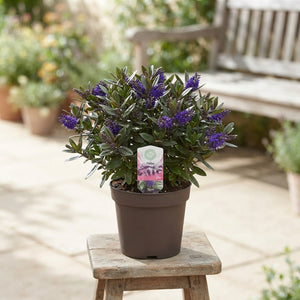 Blue Hebe ‘Hebed Ida’ – 15cm Pot