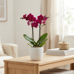 Mixed Phalaenopsis Orchid – 2 Stems, 12cm Pot