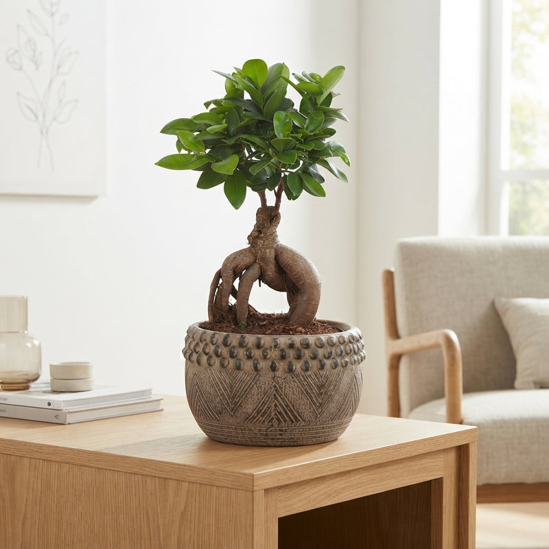 Ficus Ginseng Bonsai – 19cm Ceramic Pot