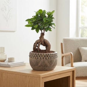 Ficus Ginseng Bonsai – 19cm Ceramic Pot