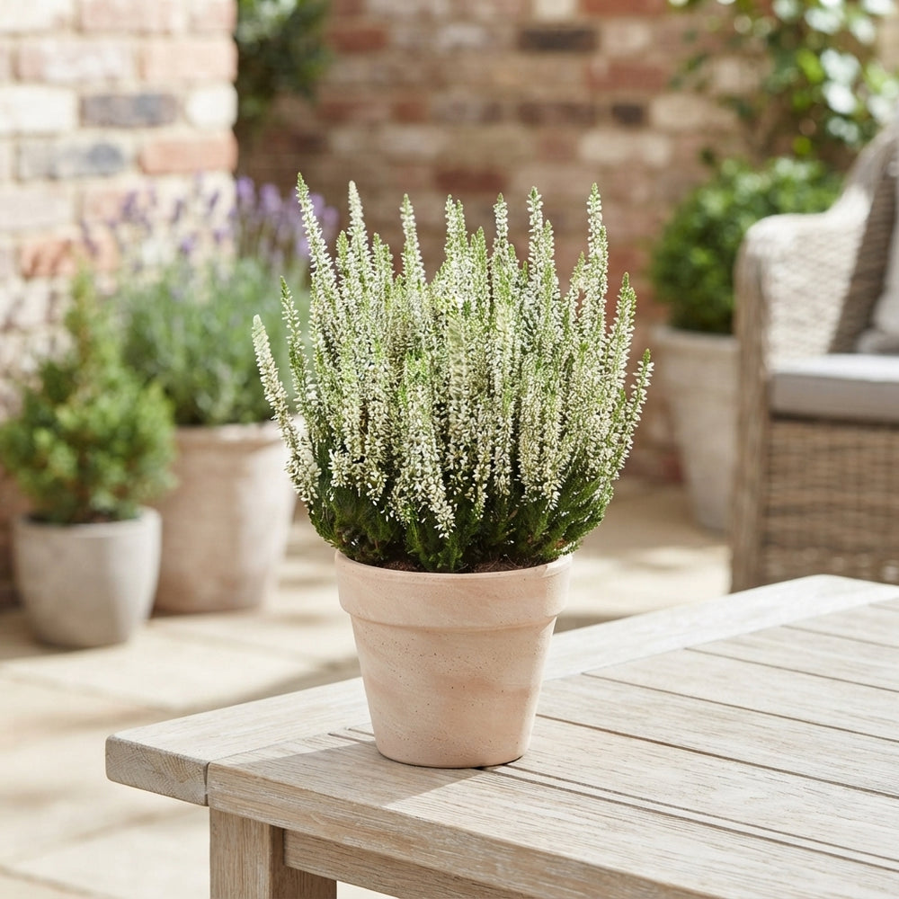 Calluna vulgaris Heather Plant – 6.5cm Pot