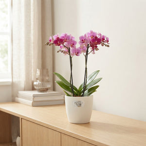 Mixed Phalaenopsis Multifloratype Orchid – 12cm Pot