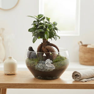 Ficus Ginseng Bonsai in Glass Bowl – 25cm