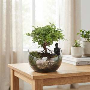 Indoor Bonsai Tree – 20cm Glass UFO Pot