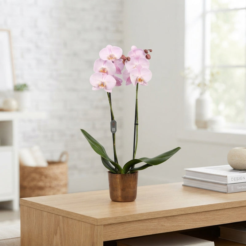 Mixed Phalaenopsis Orchid – 2 Stem, 12cm Pot