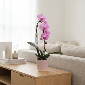 Mixed Phalaenopsis Orchid – 1 Stem, 12cm Luna Ceramic Pot