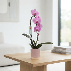 Mixed Phalaenopsis Orchid – 2 Stem, 12cm Ceramic Pot