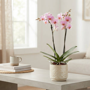 Pink Phalaenopsis Orchid – 12cm Pot, 80cm High