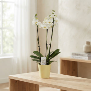 White Phalaenopsis Orchid – 12cm Ceramic Pot, 55cm