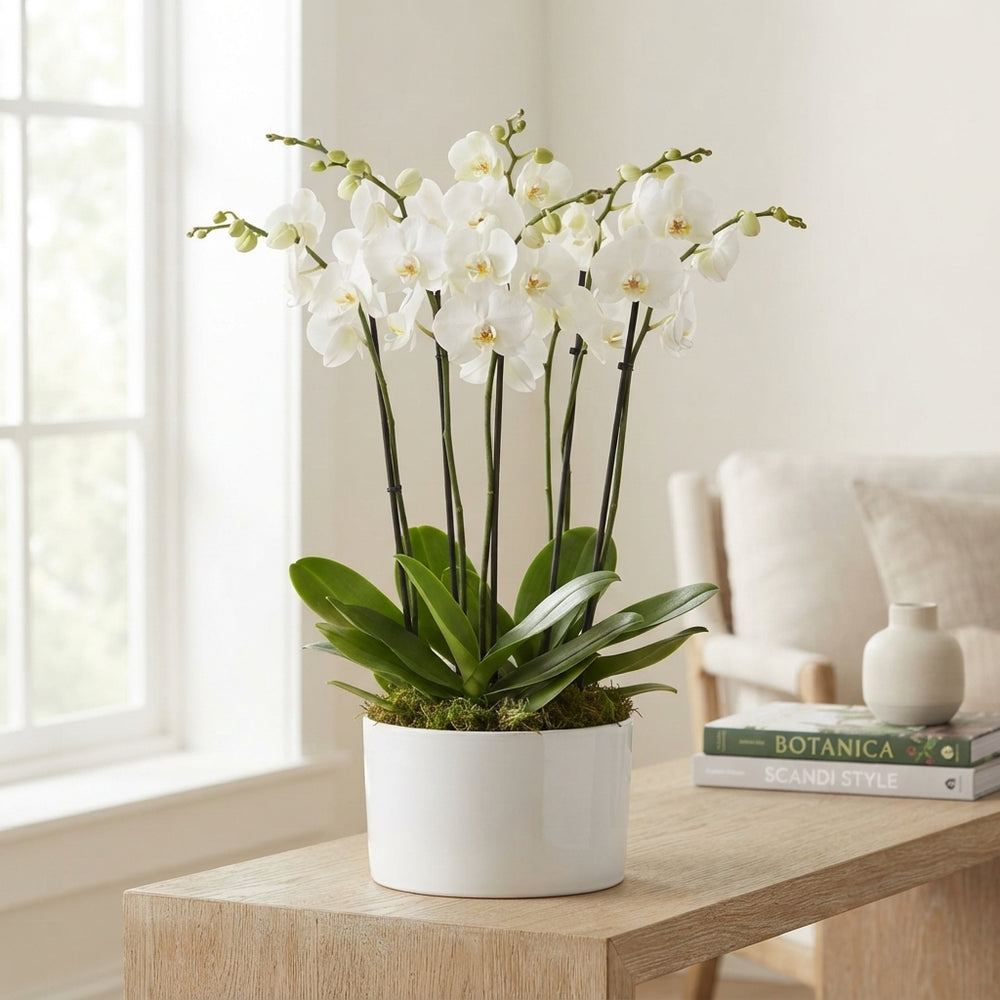 White Phalaenopsis Orchid – 6 Stem, 26cm Ceramic Pot