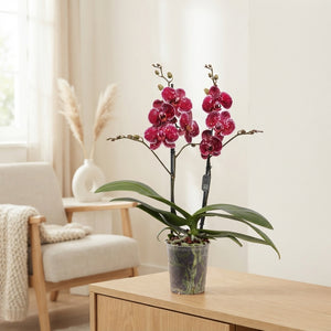 Phalaenopsis Orchid – 2 Stem, 12cm Pot, 70cm