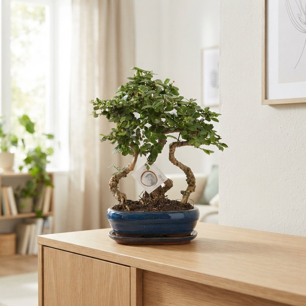 Indoor Bonsai Tree in Ceramic Pot – 26cm