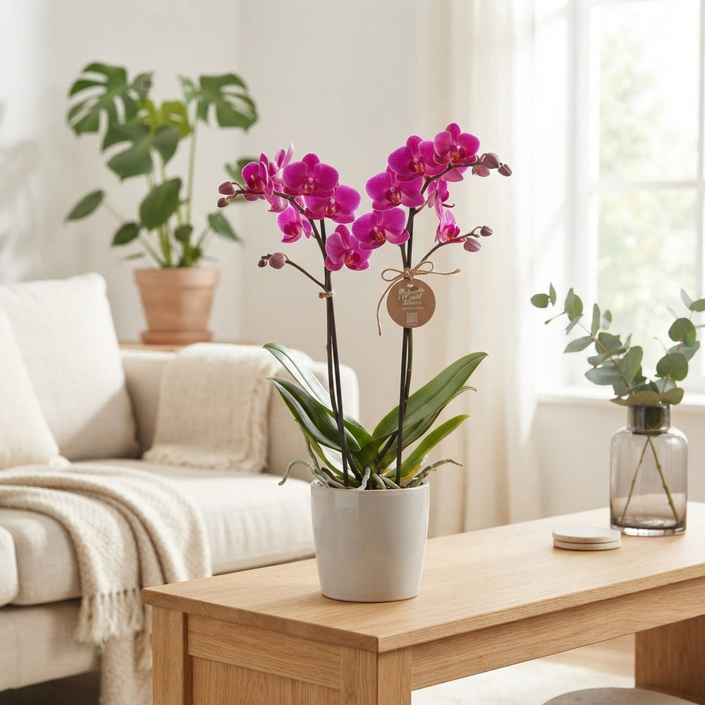 Mixed Phalaenopsis Orchid – 9cm Pot, 35cm High