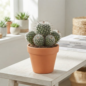 Mixed Cactus Collection – 12cm Pot