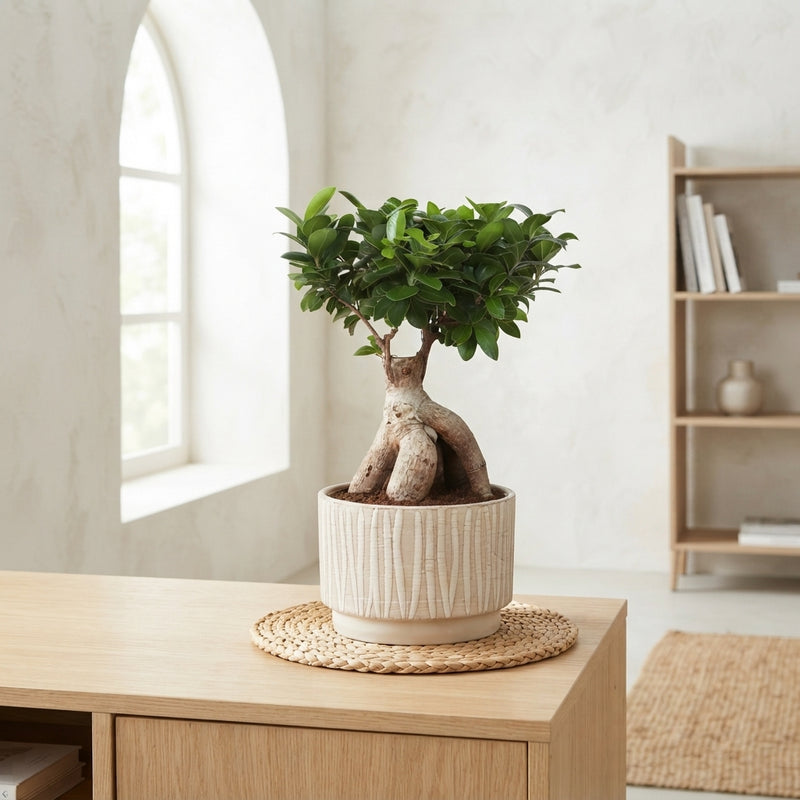 Ficus Ginseng Bonsai – 24cm Ceramic Pot, 50cm High