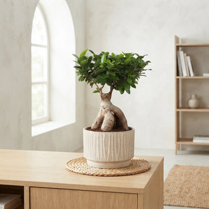 Ficus Ginseng Bonsai – 24cm Ceramic Pot, 50cm High