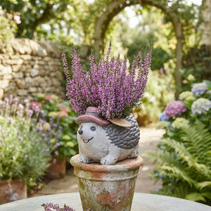Outdoor Plant Arrangement in Grey Ceramic Hedgehog Pot – 20cm