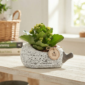 Grey Pumpkin Plant Arrangement – 23cm Ceramic Pot