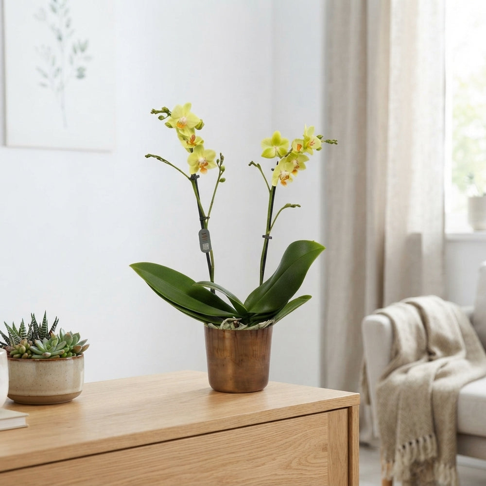 Mixed Phalaenopsis Orchid – 12cm Pot, 50cm High